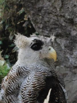 The Indian eagle-owl, also called the rock eagle-owl or Bengal eagle owl, Stock Photos