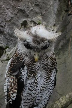 The Indian eagle-owl, also called the rock eagle-owl or Bengal eagle owl, Stock Photos