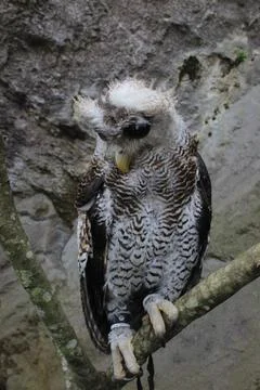 The Indian eagle-owl, also called the rock eagle-owl or Bengal eagle owl, Stock Photos