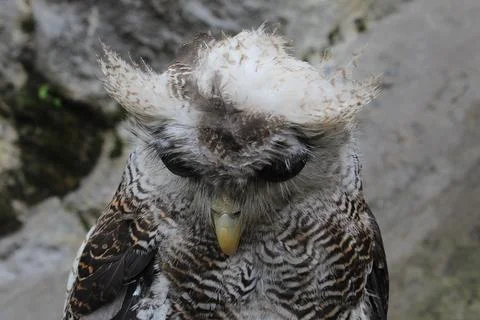 The Indian eagle-owl, also called the rock eagle-owl or Bengal eagle owl, Stock Photos