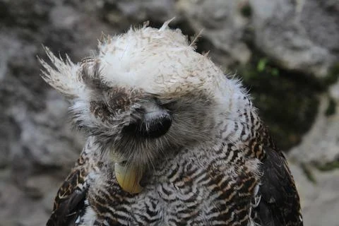 The Indian eagle-owl, also called the rock eagle-owl or Bengal eagle owl, Stock Photos