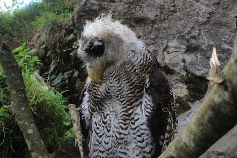The Indian eagle-owl, also called the rock eagle-owl or Bengal eagle owl, Stock Photos