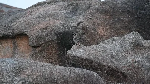 Indian eagle owl peacefully perched on a huge rock in Jawai national park Stock Footage 308722478