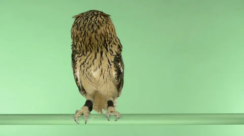 Indian eagle owl perched and looking around, green key Stock Footage 30421551