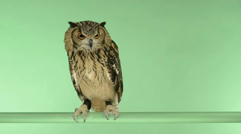 Indian eagle owl perched and looking around, green key Stock Footage 30423482