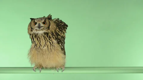 Indian eagle owl perched and looking around, green key Stock Footage 30425310