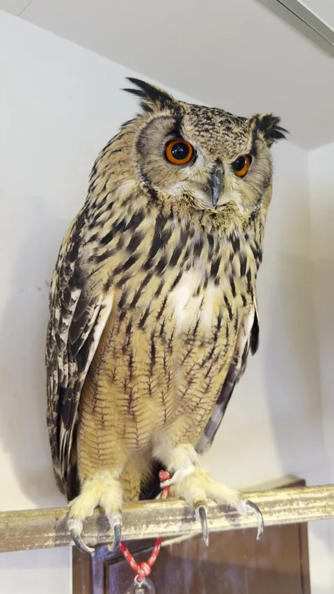 Indian Eagle owl perched at Owl Village Cafe Harajuku (editorial) 動画素材 296087190