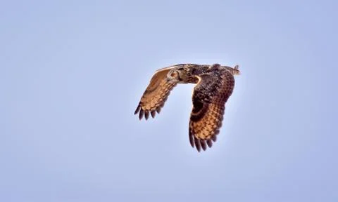 Indian eagle owl Foto stock
