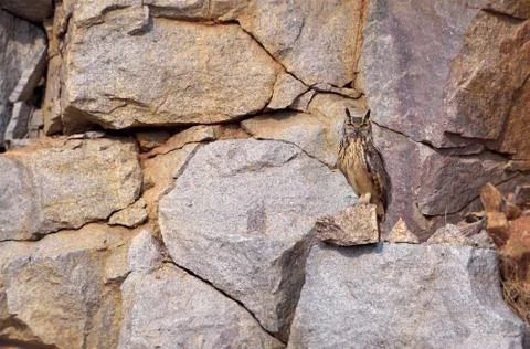 Indian eagle owl Foto stock