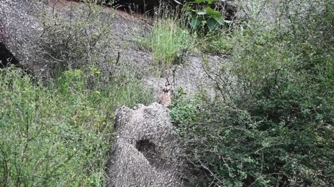 Indian eagle owl sitting completely still in Jawai national park Stock Footage 289844675