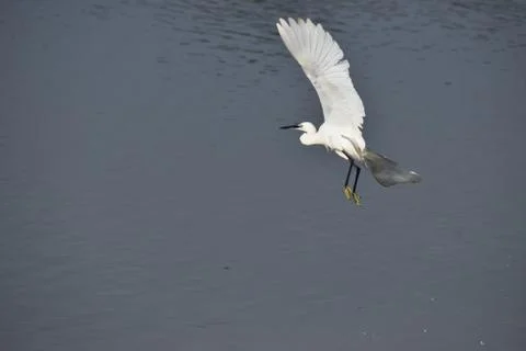 An Indian Egret Foto stock
