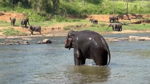 Indian elephant actively bathing in the river, vigorously splashing water over Vídeo Stock 303547902