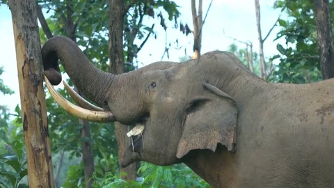 Indian Elephant Breaking the Barks of a Tree and Eating It 動画素材 79674570