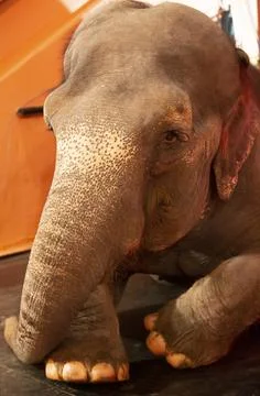 Indian elephant in the circus close-up. Stock-Fotos