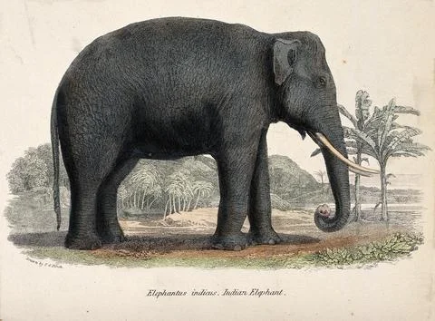 An Indian elephant (Elephas indicus). Coloured etching after F O Finch. Stock Illustration