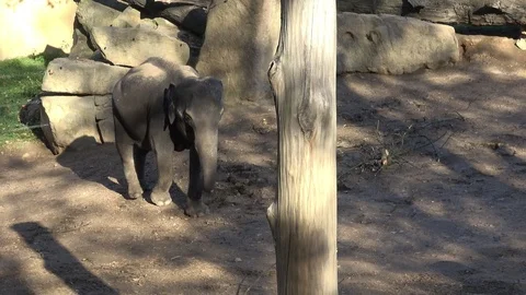 Indian elephant (Elephas maximus indicus) Stock Footage 97875478