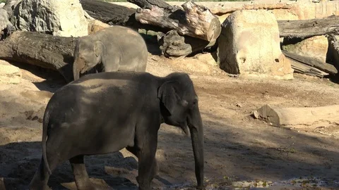 Indian elephant (Elephas maximus indicus). Cute baby elephant Stock Footage 98121000