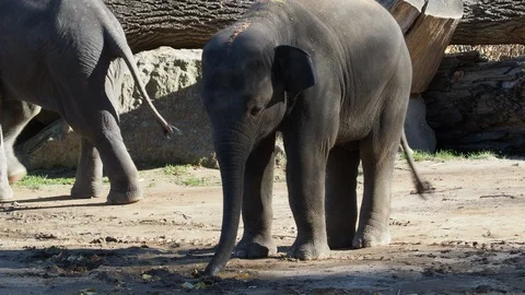 Indian elephant (Elephas maximus indicus). Cute baby elephant Video stock 111509479