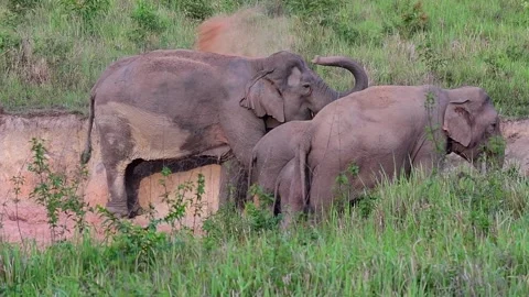 Indian Elephant, Elephas maximus indicus, Khao Yai National Park, Thailand Stock Footage 146987116