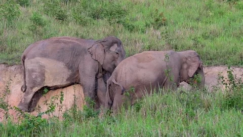 Indian Elephant, Elephas maximus indicus, Salt Lick Pit Stock Footage 146987173