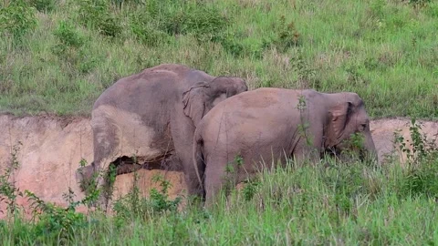Indian Elephant, Elephas maximus indicus, Khao Yai National Park, Thailand Stock Footage 146987181