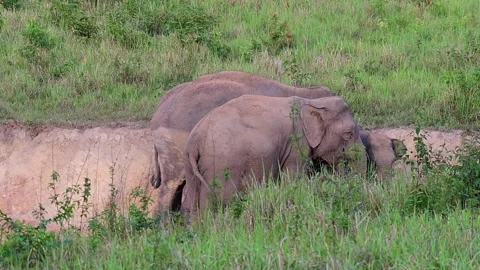Indian Elephant, Elephas maximus indicus, Salt Lick Pit Stock Footage 146987186
