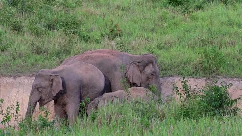 Indian Elephant, Elephas maximus indicus, Khao Yai National Park, Thailand Stock Footage 146987190