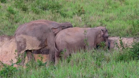 Indian Elephant, Elephas maximus indicus, Khao Yai National Park, Thailand Stock Footage 146987212