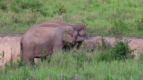 Indian Elephant, Elephas maximus indicus, Salt Lick Pit Stock Footage 146987258