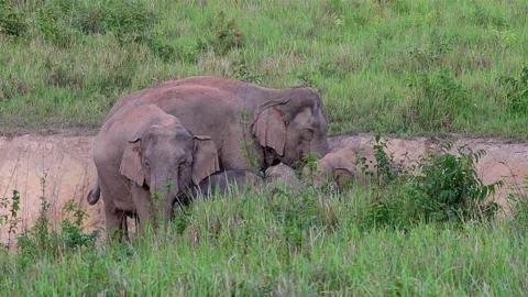 Indian Elephant, Elephas maximus indicus, Salt Lick Pit Stock Footage 146987291