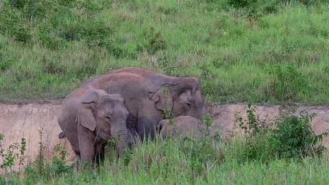 Indian Elephant, Elephas maximus indicus, Salt Lick Pit Stock Footage 146987332