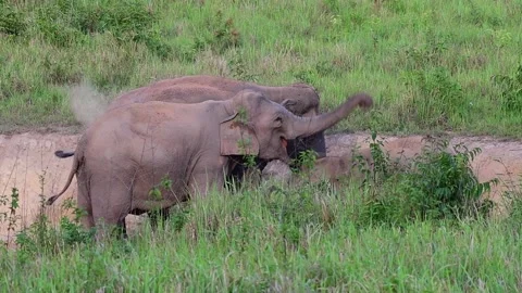 Indian Elephant, Elephas maximus indicus, Salt Lick Pit Stock Footage 146987345