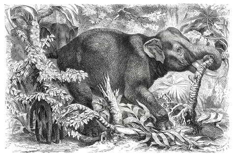 Indian Elephant Elephas maximus indicus Historical digitally restored Stock Illustration