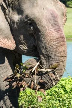 Indian elephant (Elephas maximus indicus) feeding on grass and leaves, Kaziranga Stock Photos