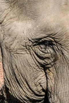 Indian elephant (Elephas maximus indicus) portrait, Kaziranga National Park, Stock Photos