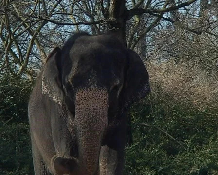 Indian Elephant Vídeo Stock 66621