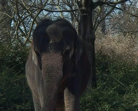 Indian Elephant Stock Footage 66675