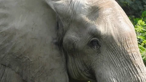 The Indian elephant Stock Footage 100976586