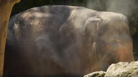 An Indian elephant  Stock Footage 278041303