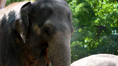 An Indian elephant  Stock Footage 278041670