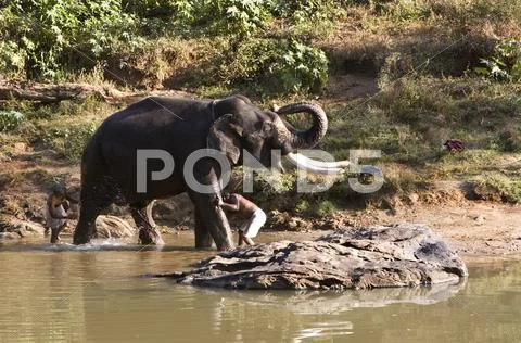 Indian Elephant getting a bath in Mudhumalai Wildlife Reserve Stock Photos