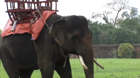 Indian Elephant in the grounds of the Citadel Stock Footage 61123298