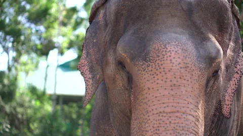 Indian elephant head Stock Footage 132727797