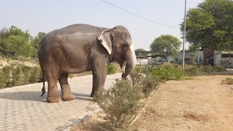 Indian Elephant, Jaipur, Rajasthan, Elephant village Stock Footage