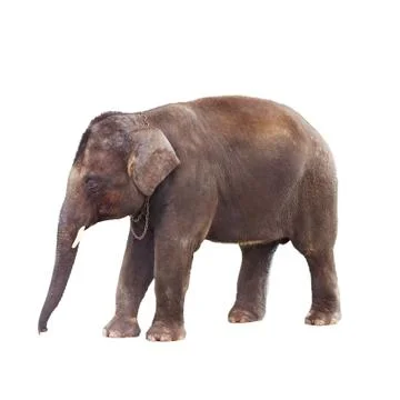 Indian elephant Stock Photos