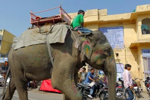 Indian elephant Stock Photos