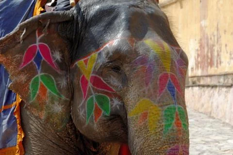 Indian elephant Stock Photos