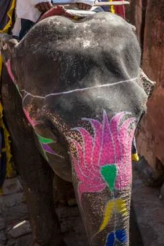 Indian elephant Stock Photos