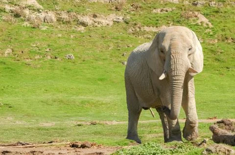 Indian elephant Stock Photos