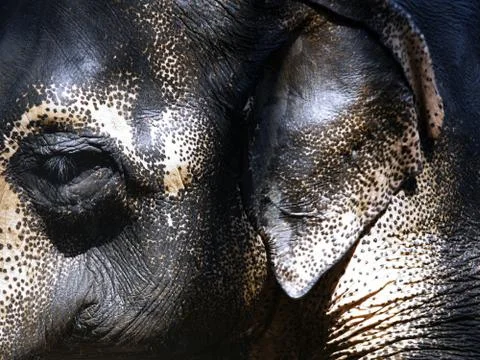 Indian Elephant Stock Photos